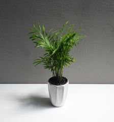 Neanthe 3.5