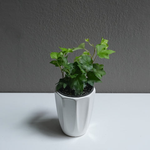 Ivy 3.5