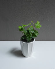 Ivy 3.5
