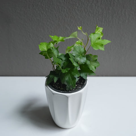 Ivy 3.5