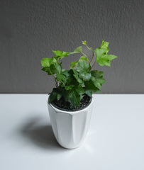 Ivy 3.5
