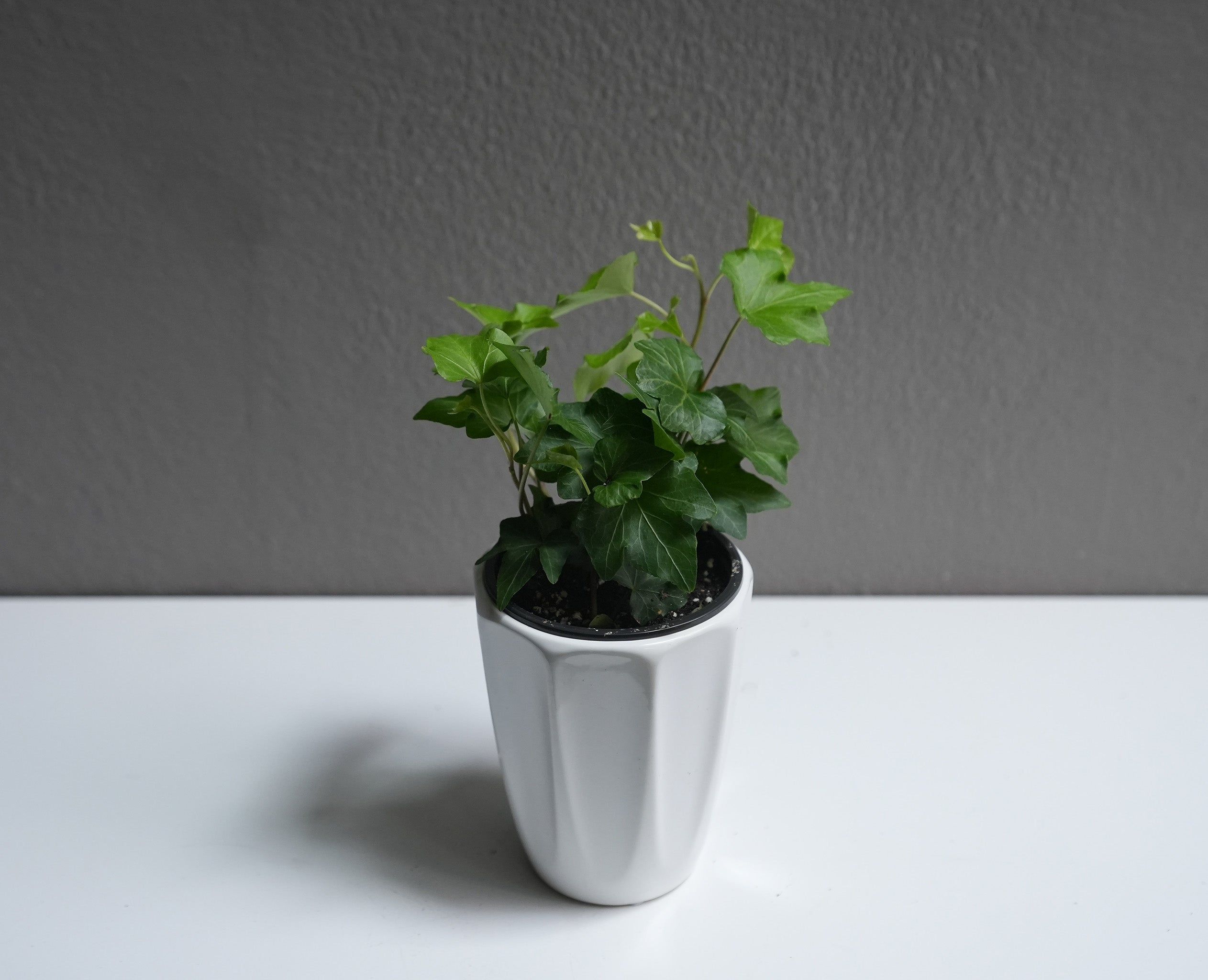 Ivy 3.5