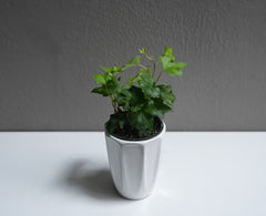 Ivy 3.5