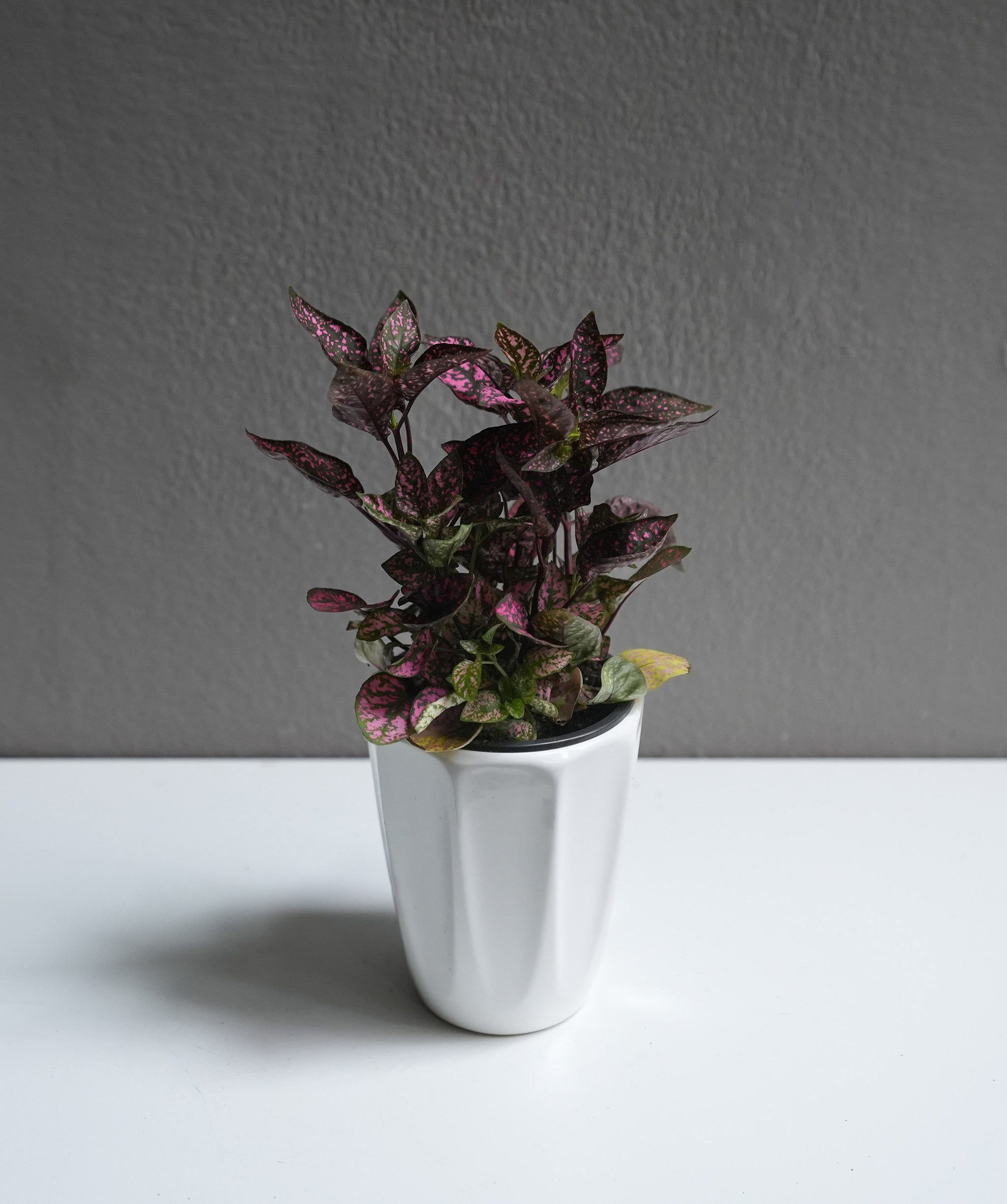 Hypoestes 3.5