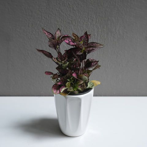 Hypoestes 3.5
