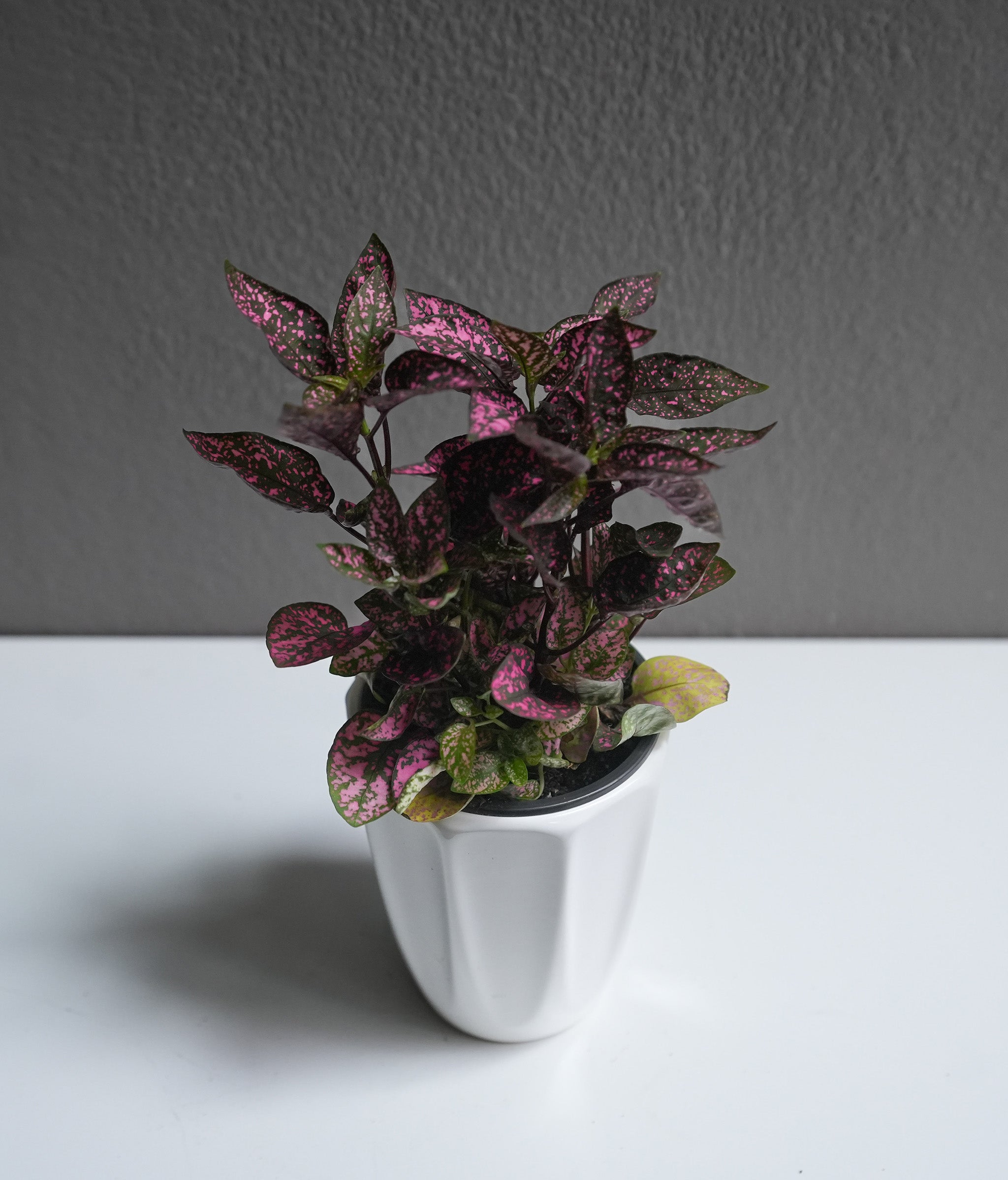 Hypoestes 3.5