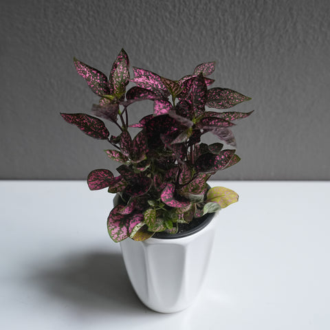 Hypoestes 3.5
