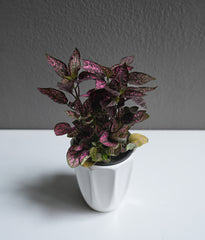 Hypoestes 3.5