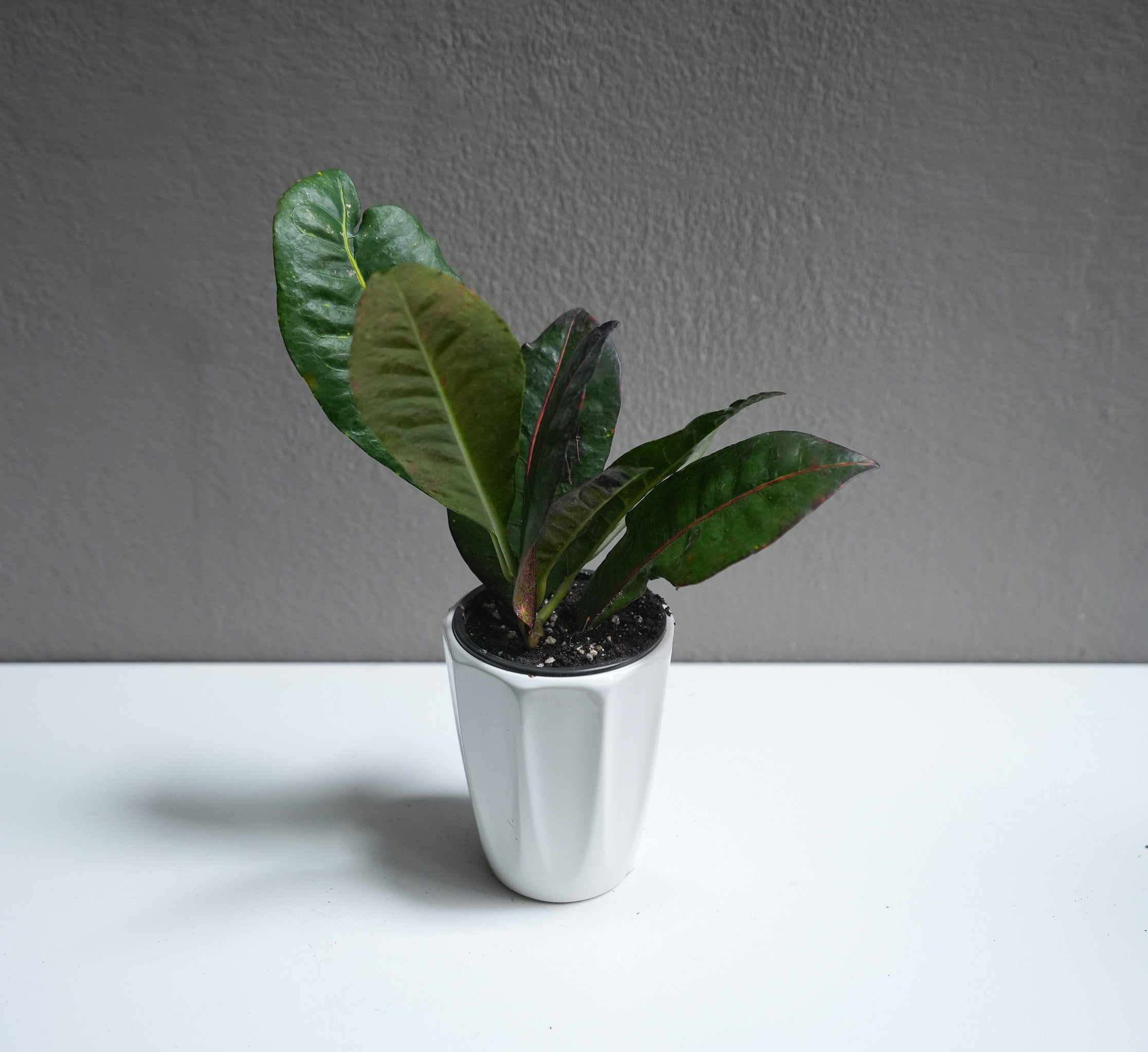 Croton 3.5