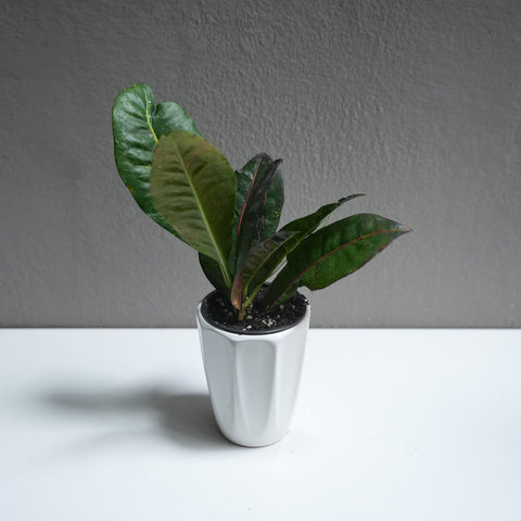 Croton 3.5
