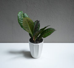 Croton 3.5