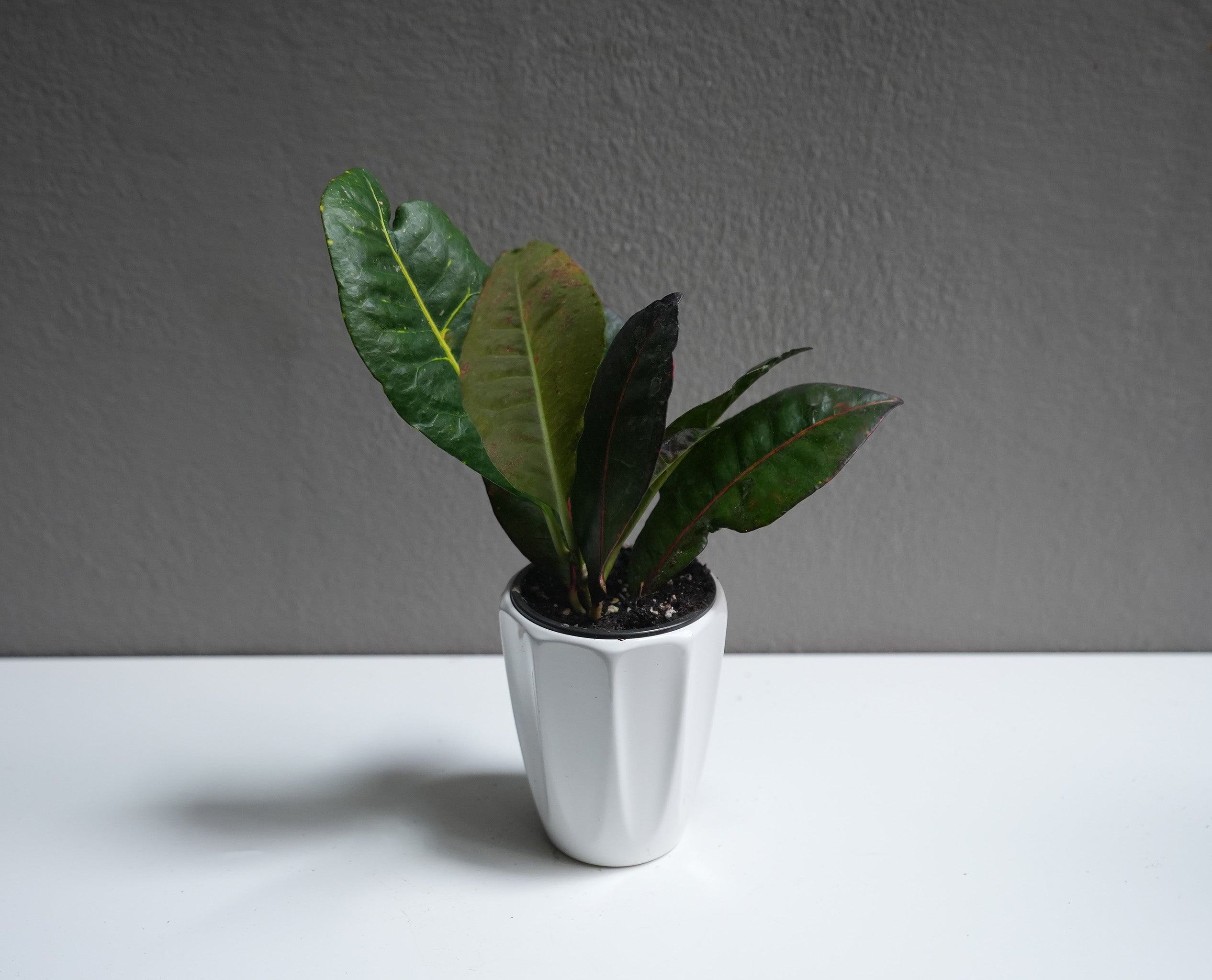 Croton 3.5