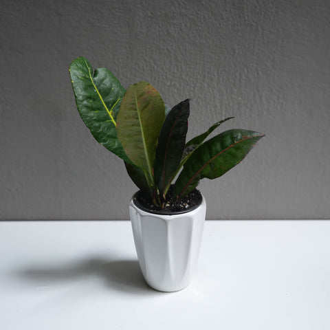 Croton 3.5