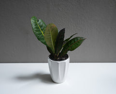 Croton 3.5