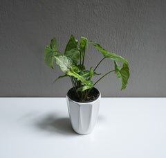 Nephthytis 3.5