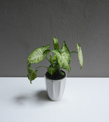 Nephthytis 3.5