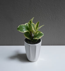 Peperomia marble 3.5