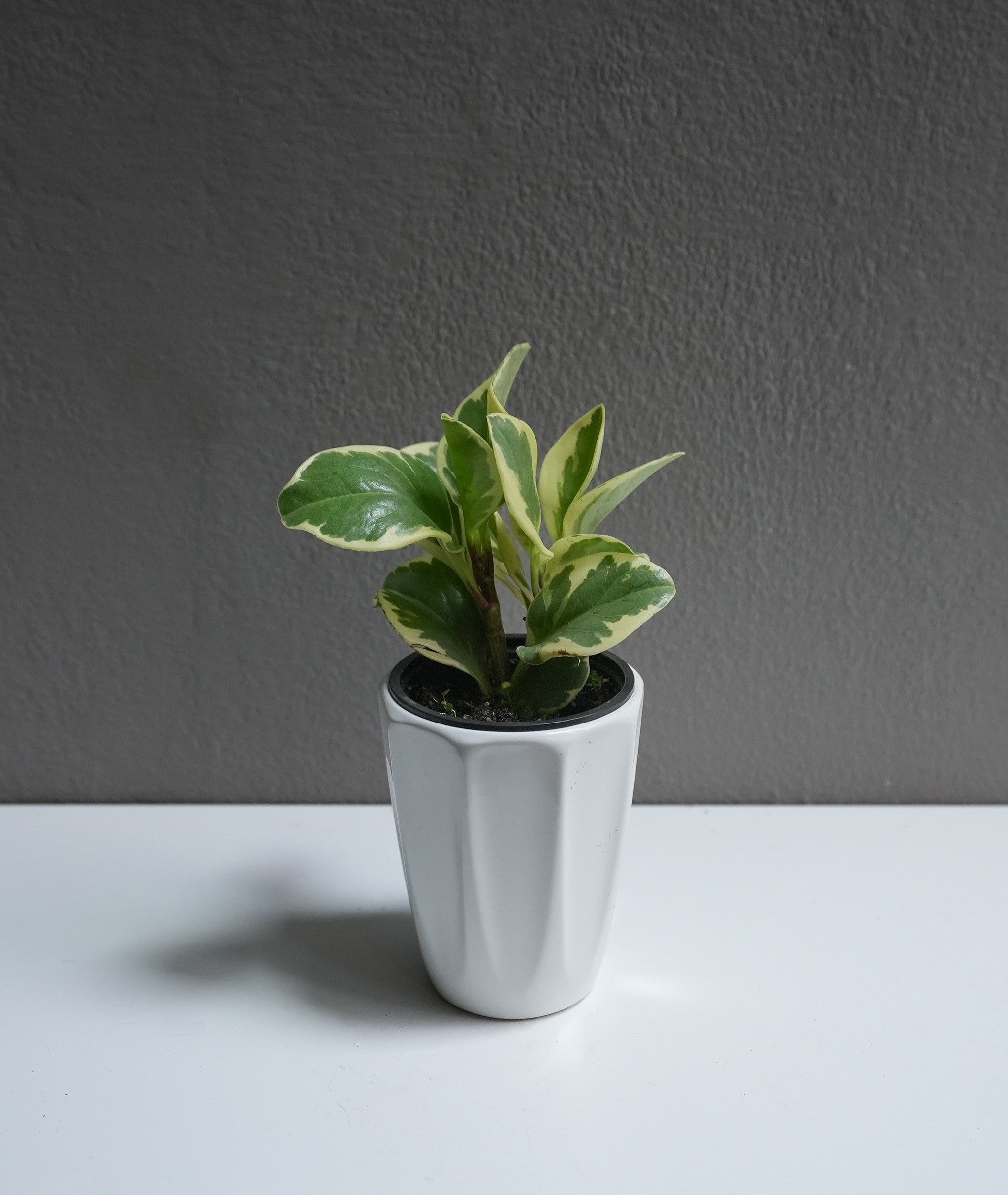Peperomia marble 3.5