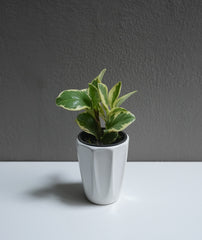 Peperomia marble 3.5