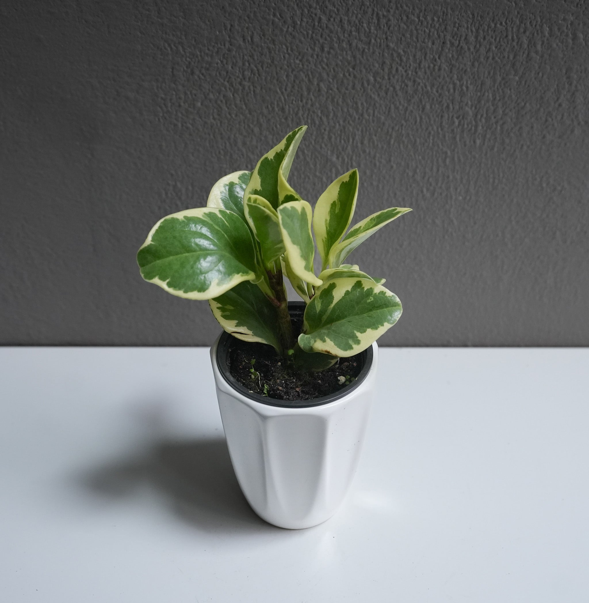 Peperomia marble 3.5