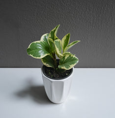 Peperomia marble 3.5