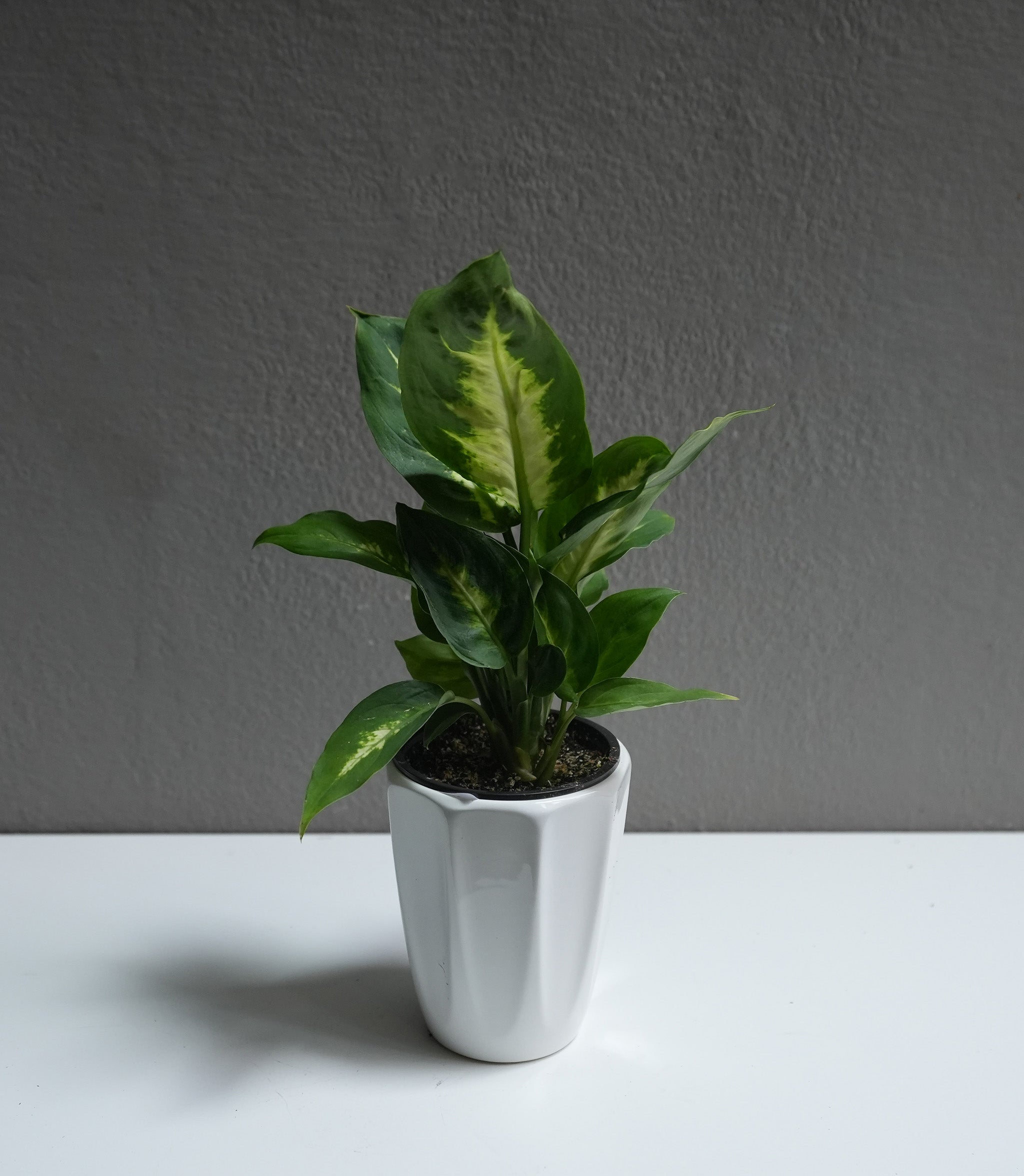 Dieffenbachia 3.5