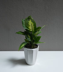 Dieffenbachia 3.5