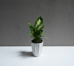 Dieffenbachia 3.5