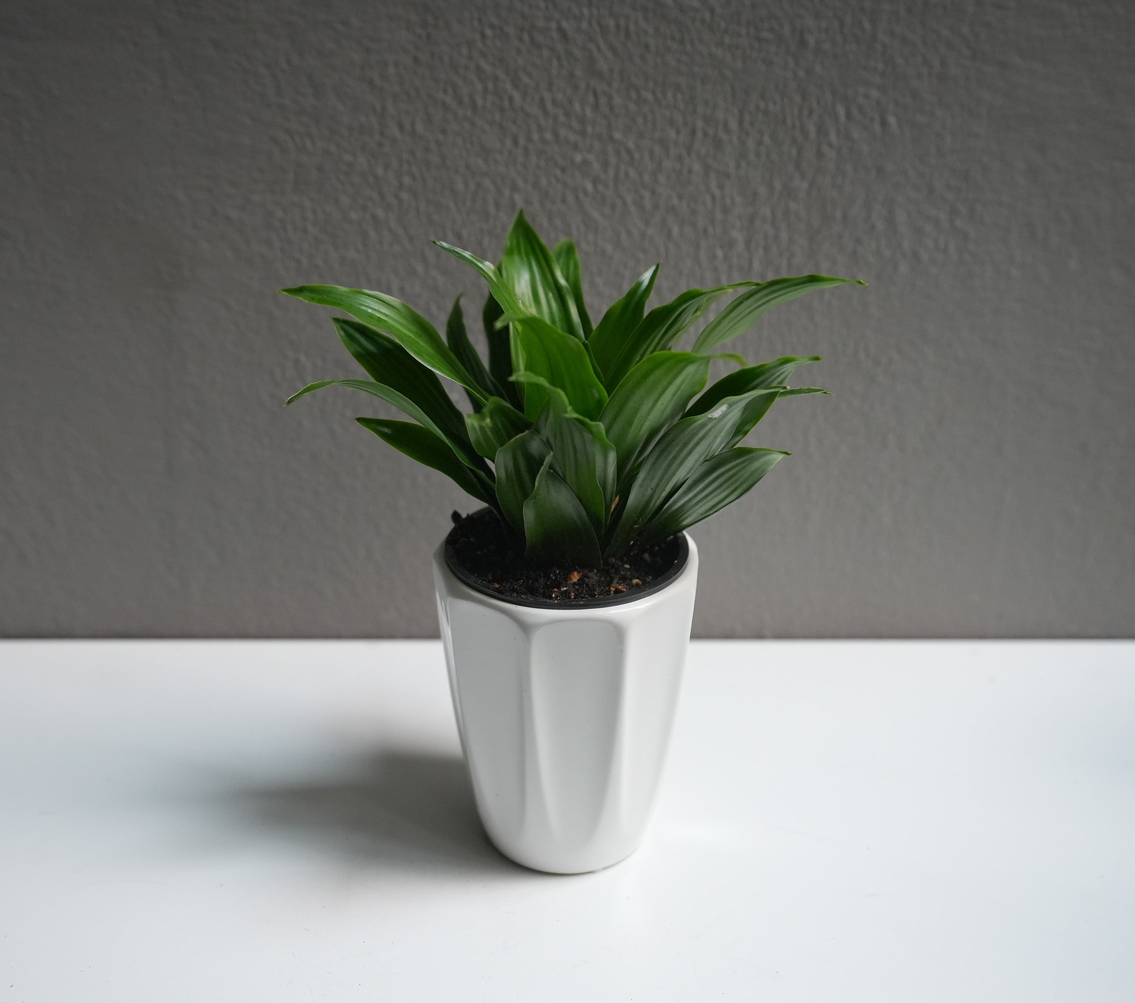 Dracaena Janet Craig 3.5