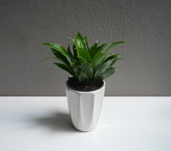 Dracaena Janet Craig 3.5