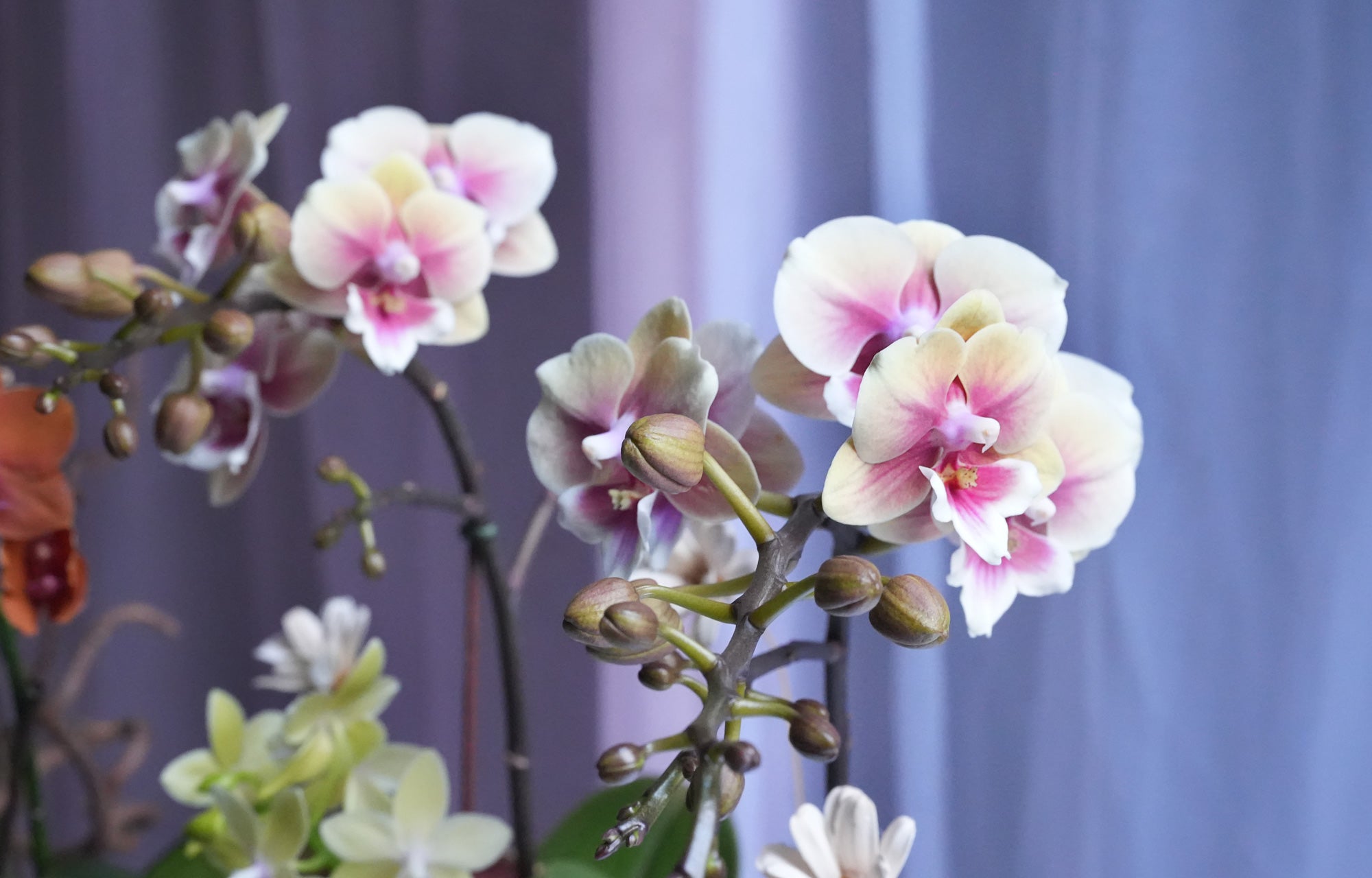 Autumn Orchid Arrangement