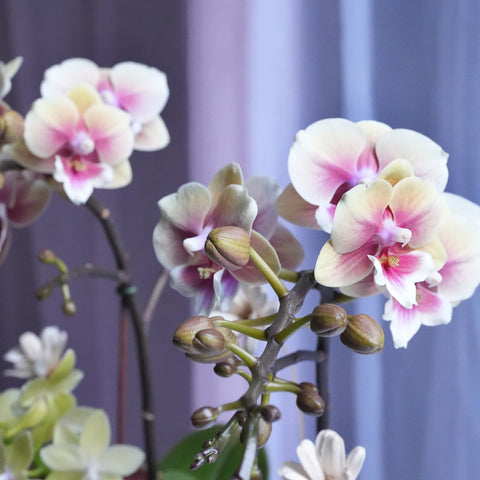Autumn Orchid Arrangement
