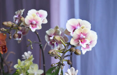 Autumn Orchid Arrangement