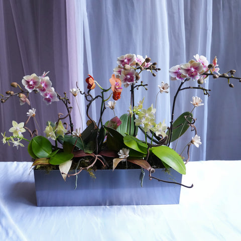 Autumn Orchid Arrangement