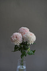 Chrysanthemum (Mum)