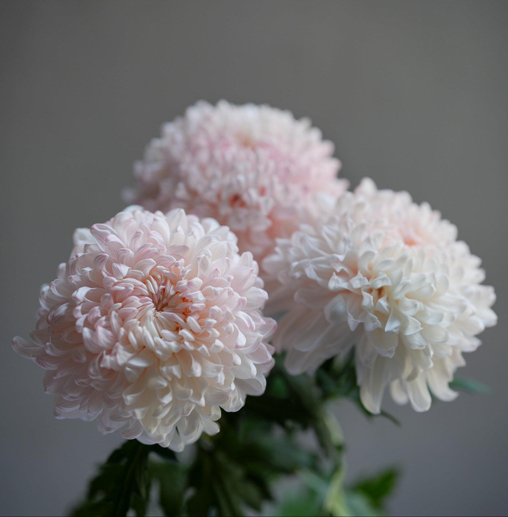 Chrysanthemum (Mum)