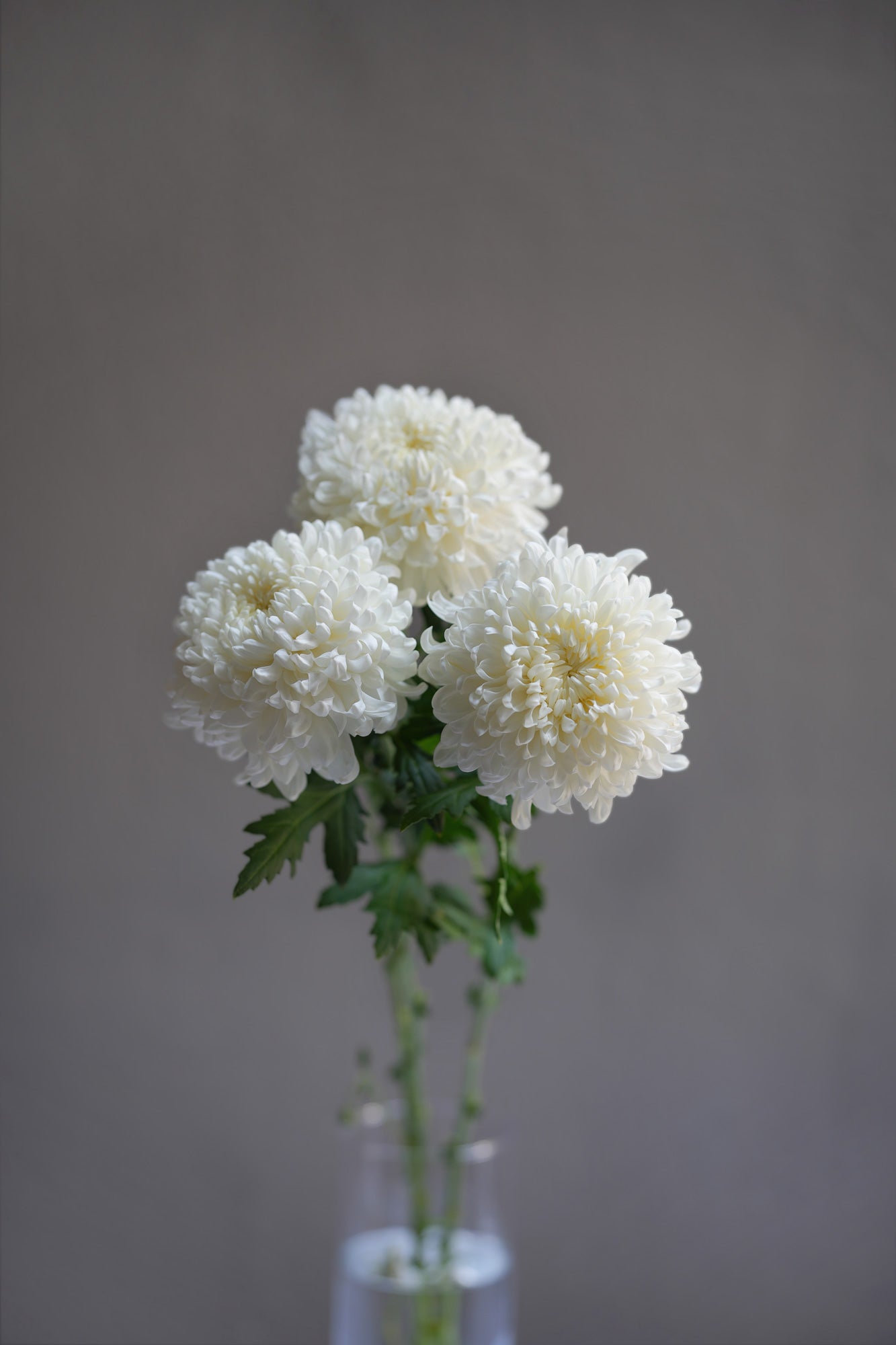 Chrysanthemum (Mum)