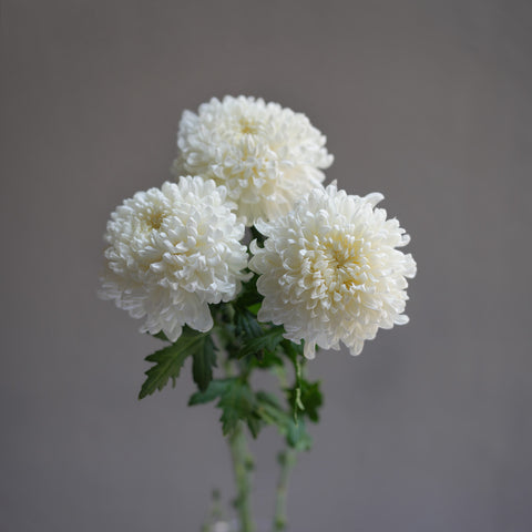 Chrysanthemum (Mum)