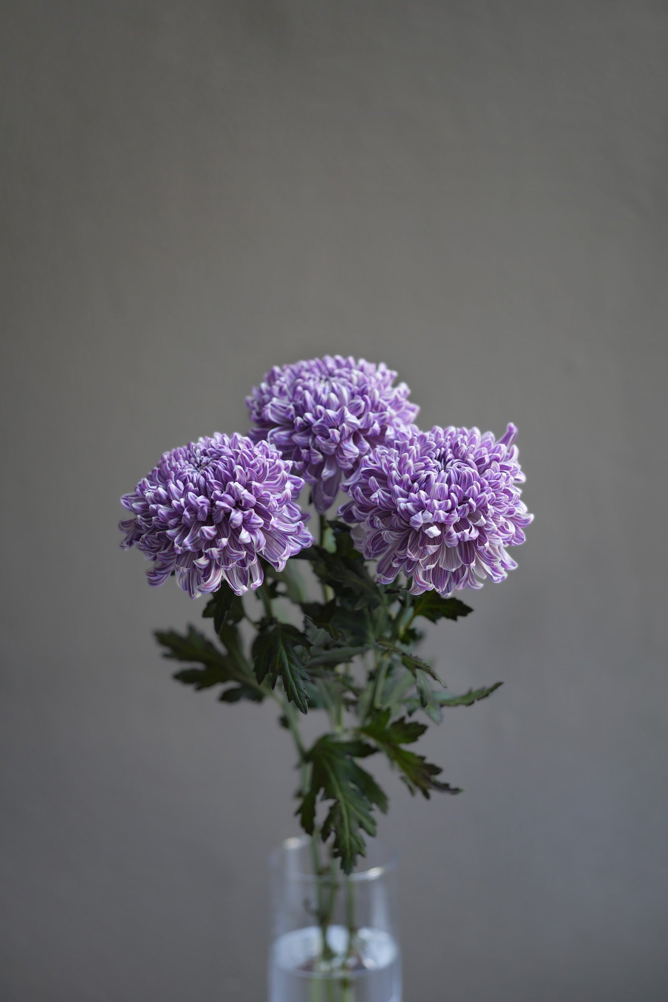 Chrysanthemum (Mum)