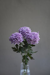 Chrysanthemum (Mum)
