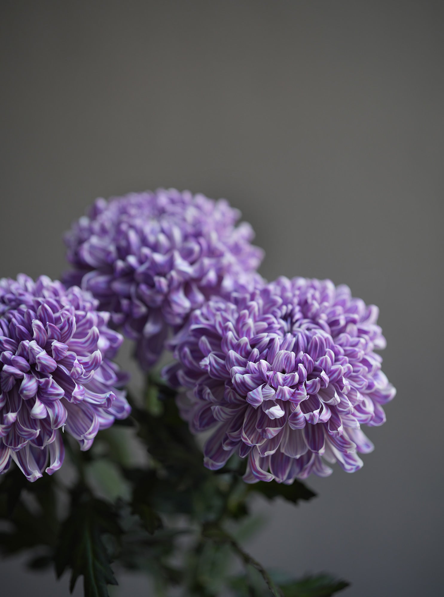 Chrysanthemum (Mum)