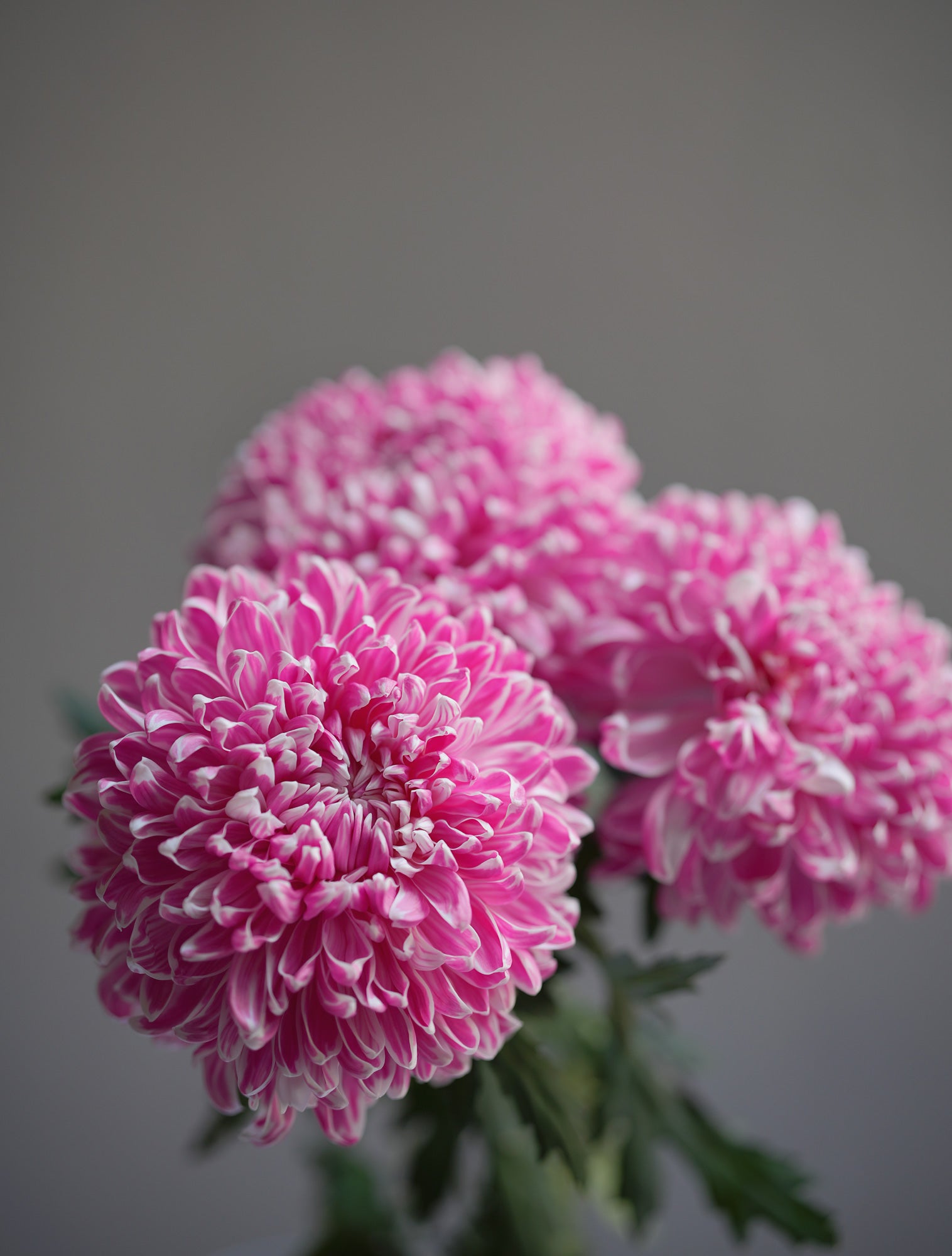 Chrysanthemum (Mum)