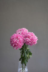 Chrysanthemum (Mum)