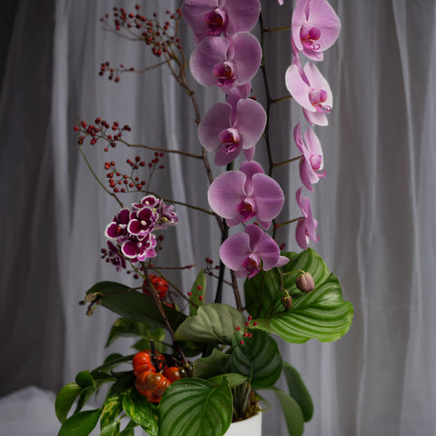 Orchid Berry Silhouette