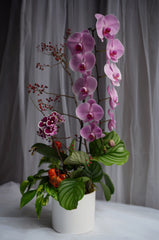 Orchid Berry Silhouette