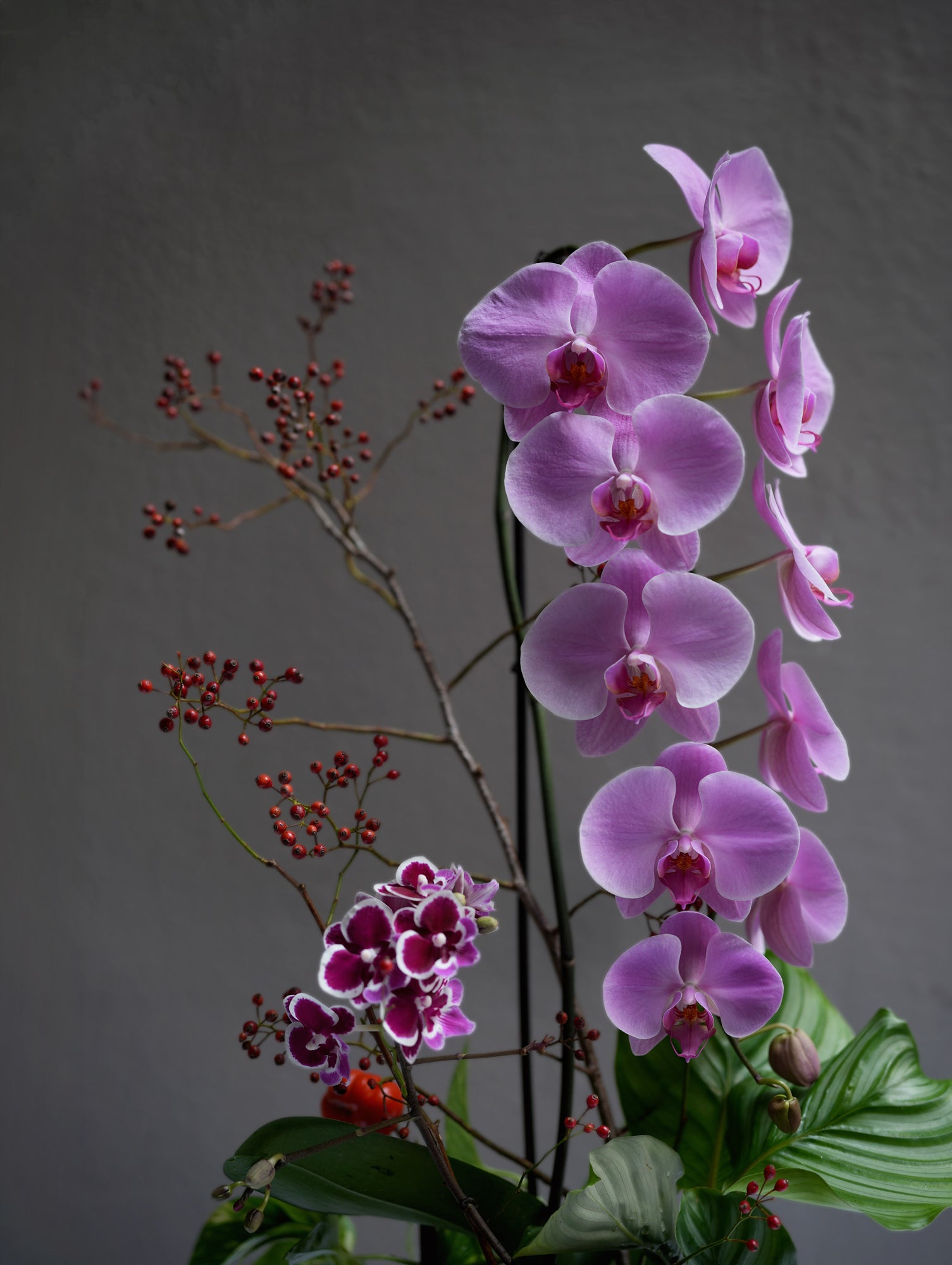 Orchid Berry Silhouette
