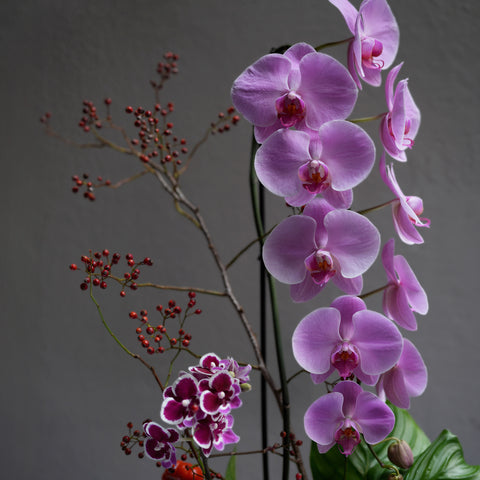 Orchid Berry Silhouette