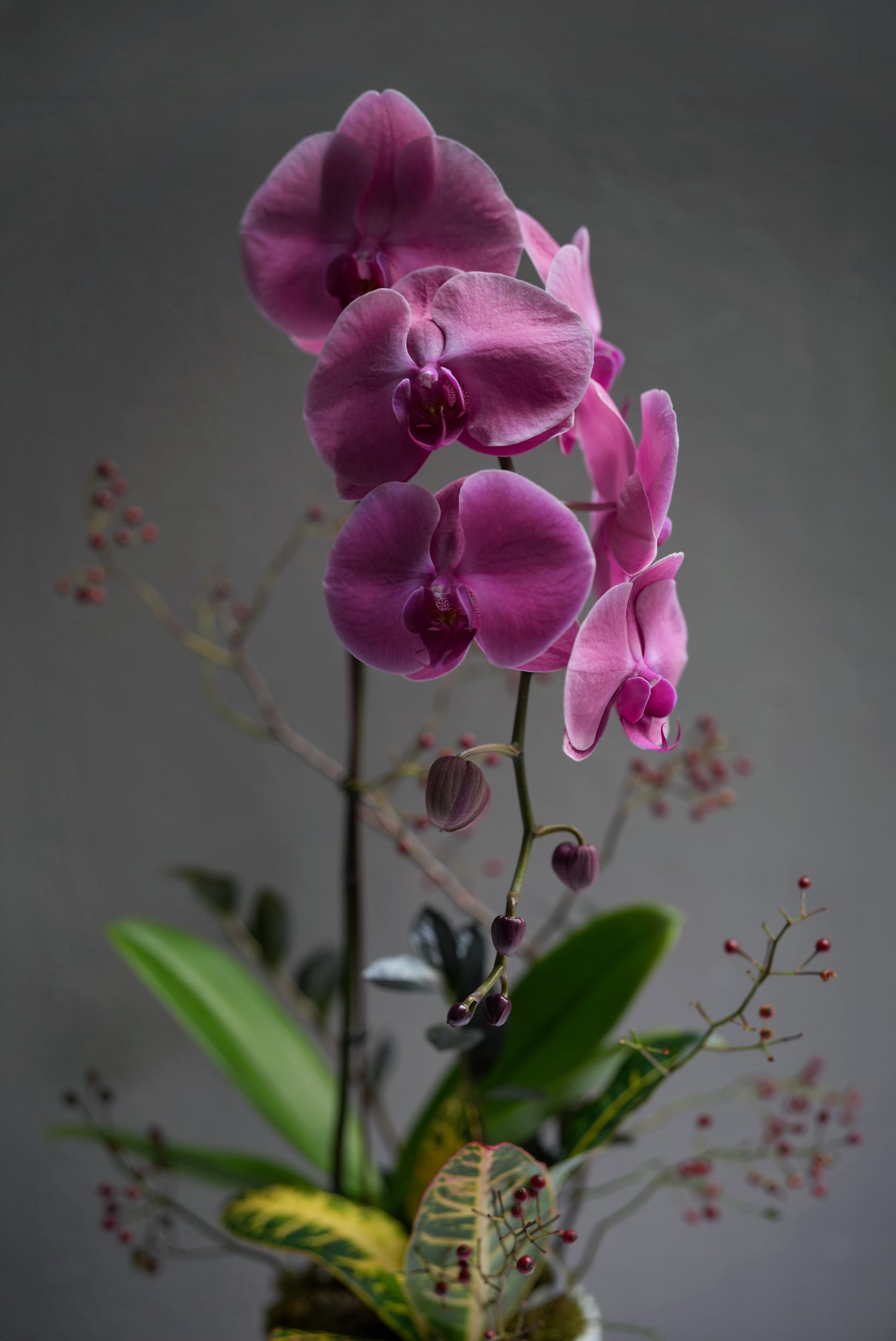 Tranquility Deep Orchid Arrangement