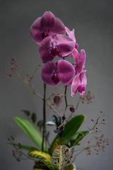 Tranquility Deep Orchid Arrangement