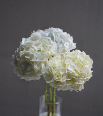 Hydrangea